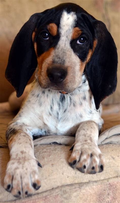 He does not bite and likes people but must always be on a leash in case he catches a scent. 23 best Bluetick Puppies images on Pinterest | Bluetick ...