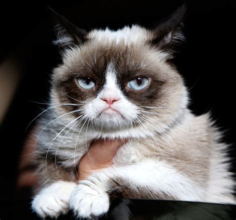 Grumpy Cat No Meme Generator Tadhg Ware