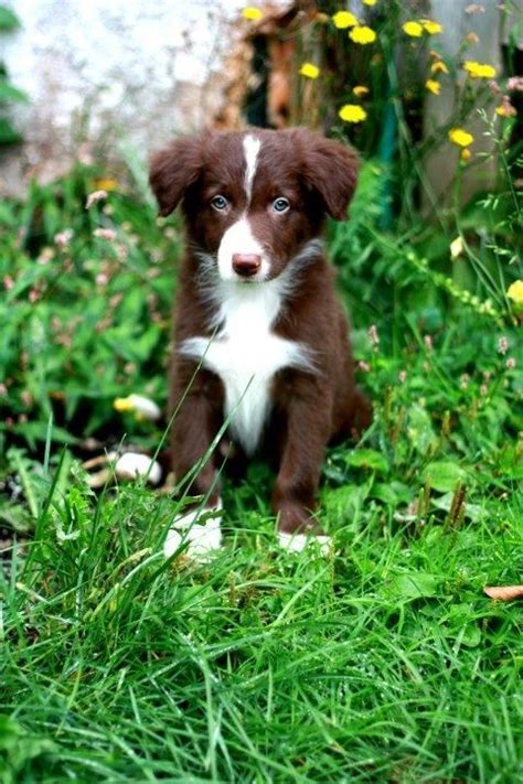 Red And White Border Collie Puppy Collie Puppies Dog Breeds Border