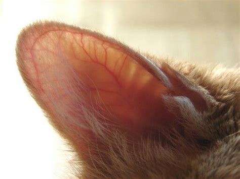 My Cats Ears Are Hot And Red Cat Meme Stock Pictures And Photos