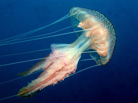 Pelagia Noctiluca Purple Striped Jellyfish Atlantis Gozo Dive