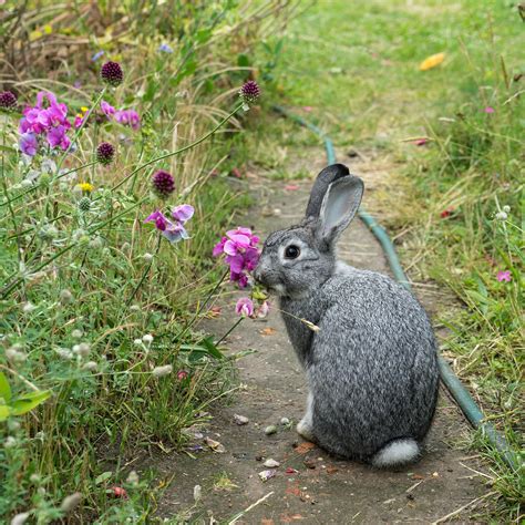Keep Animals Out Of Your Garden With These Expert Approved Methods