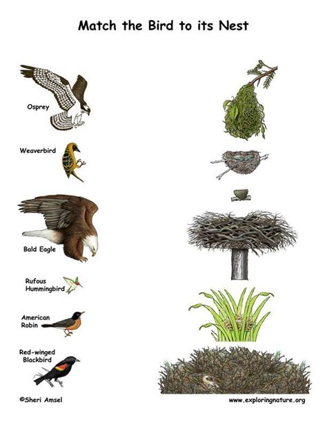 Match The Birds With Their Nests Color On Exploringnature Org Birds