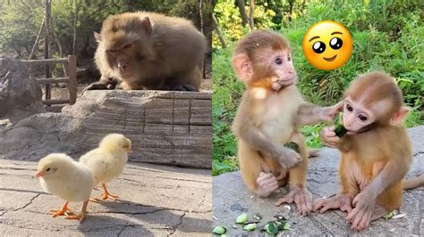 Monkeys And Their Animal Friends Youtube