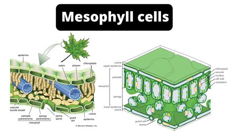 Mesophyll Cells Definition Location Structure Function Microscopy