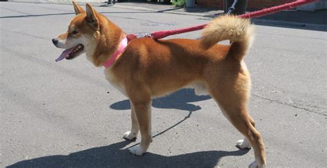 Hokkaido Dog Breed Information The Ultimate Guide Breed Advisor