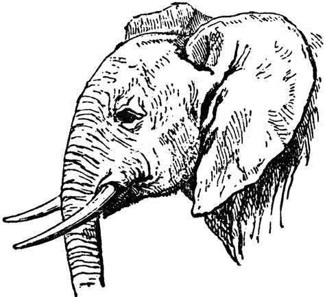 Free Line Drawings Of Animals Download Free Line Drawings Of Animals