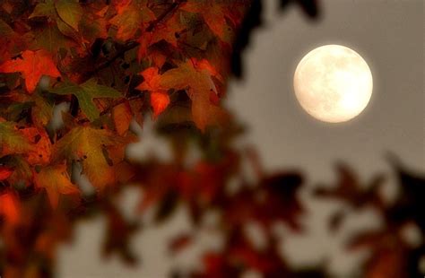 Moon Autumn Wallpapers Wallpaper Cave