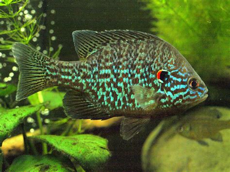 cichlid, Tropical, Fish Wallpapers HD / Desktop and Mobile ...