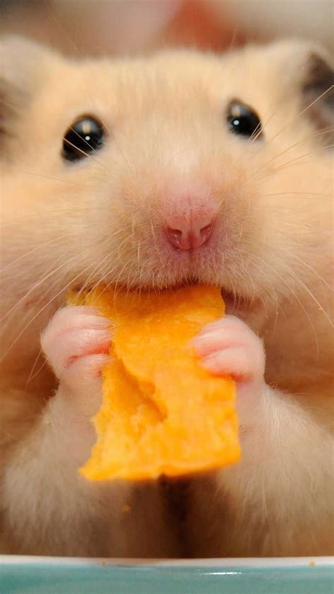 Hamster Wallpaper Iphone Kolpaper Awesome Free Hd Wallpapers