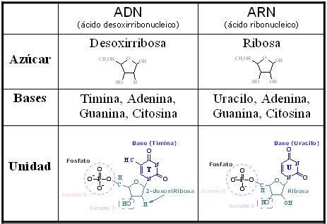 Cuadros comparativos entre ARN y ADN con imágenes Adn y arn Estudiar biologia Biología celular