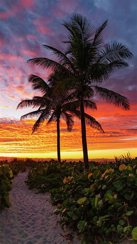 Sunrise Palm Path Delray Beach Florida Photograph By Lawrence S