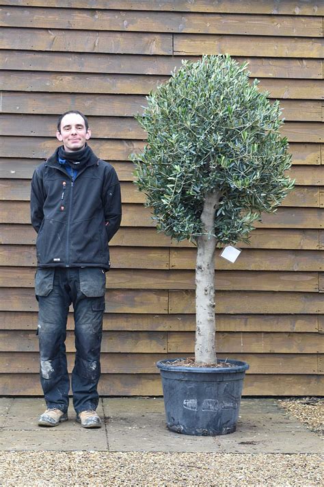 Small Lollipop Olive Tree No 515 Delivered Price Olive Grove Oundle