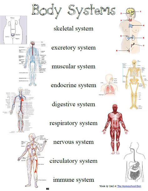 Image For What Is The Body System Project Pinterest Body Systems