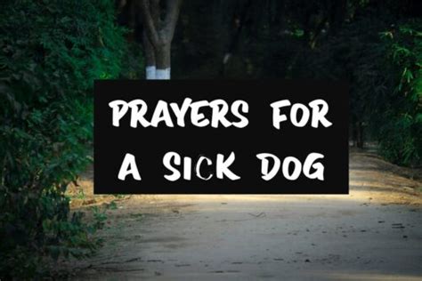 Top 5 Prayers For A Sick Dog With Bible Quotes