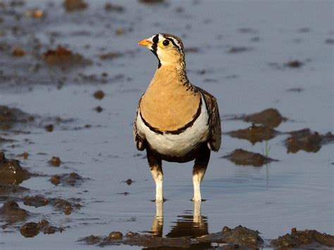 Black Faced Sandgrouse Ebird