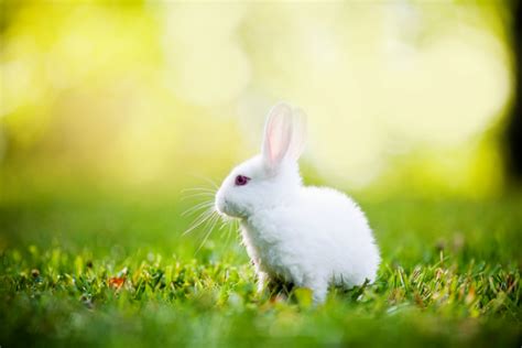 77 Rabbit Wallpapers For Desktop