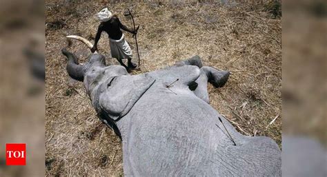 Elephants Killed In Ethiopia 6 Elephants Killed By Poachers In Single Day In Ethiopia World