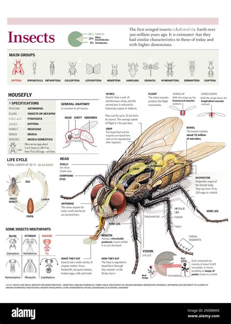 Infografía De La Anatomía Y Ciclo De Vida De La Mosca Doméstica Y Los