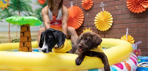 Lifeguard On Duty End The Summer With Our Puppy Pool Party World