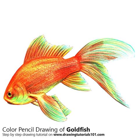 Gold Fish With Color Pencils Time Lapse Color Pencil Drawing