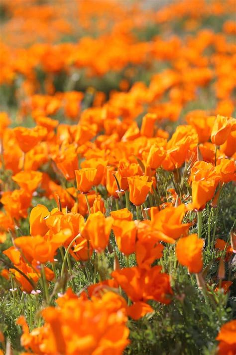 The Ultimate Southern California Spring Flower Fields Guide