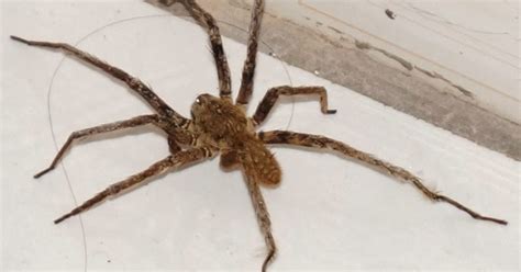 Também é chamada de aranha de a aranha armadeira tem tamanho corporal de aproximadamente 4 cm. Insetologia - Identificação de insetos: Aranha Ctenídea em ...