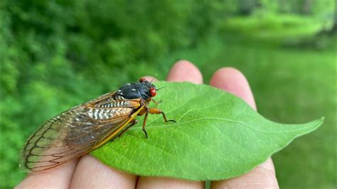 Brood X Cicadas In Ann Arbor Michigan Pharaoh Cicada 17 Year Youtube