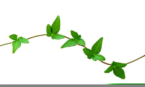 Free Vine Clipart Border Free Images At Vector Clip Art