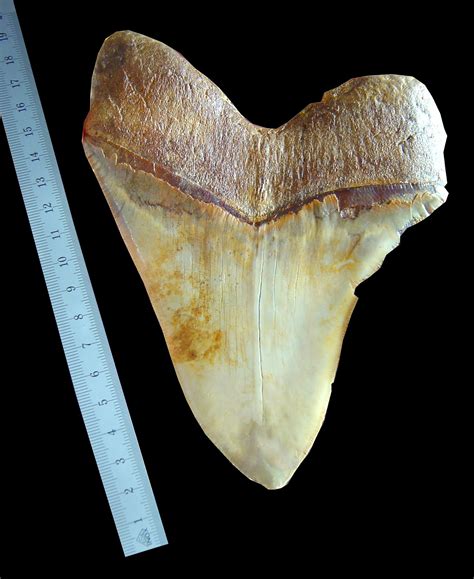 This means they came about approximately 23 million years ago, and died off around 2 million years ago. Megalodon - Wikipedia bahasa Indonesia, ensiklopedia bebas