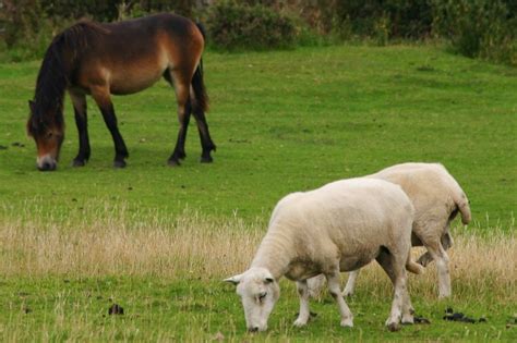 Livestock On A Green Pasture Free Image Download