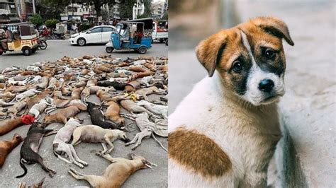 Dog Killing Cat Laws Cat Meme Stock Pictures And Photos