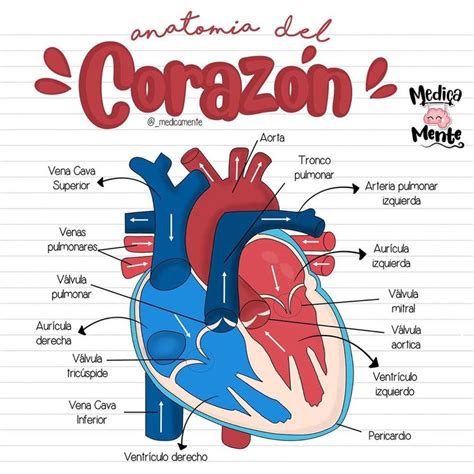 Anatomía Del Corazón Anatomía Del Corazón Anatomía Anatomia Y