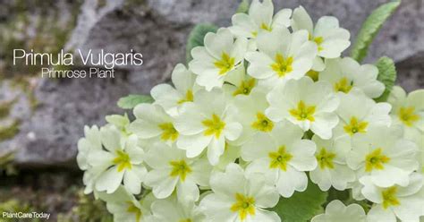 Primula Vulgaris Plant Care How To Grow Primrose