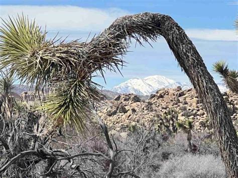 25 Awesome Things To Do In Joshua Tree National Park