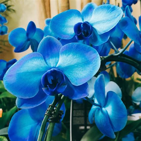 Blue Orchids Plants Flowers Nature Blue Orchids Plant Orchid