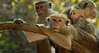 Monkey Kingdom - Im Reich der Affen: DVD oder Blu-ray leihen - VIDEOBUSTER