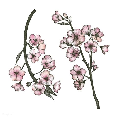 Hand Drawn Of Sakura Flower Free Image By Cherry Blossom