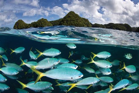 Palau Creates A Stunning And Huge Marine Life Sanctuary Apex Tribune