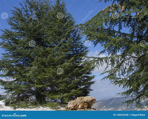 Arz Al Barouk Lebanon Cedars Snow Season Stock Photo Image Of Natural