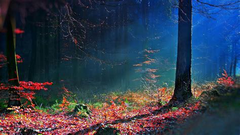 35 Mystical Forest Wallpaper Wallpapersafari