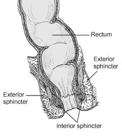 Transverse Folds Of Rectum Wikipedia