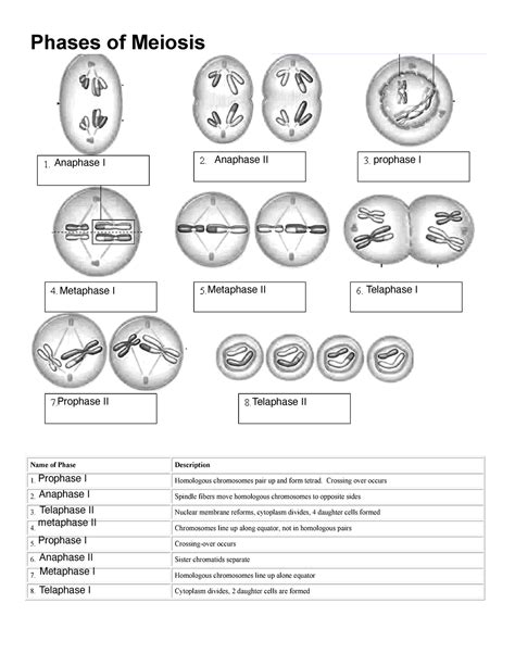 Meiosis Worksheet Fillable Phases Of Meiosis Name Of Phase