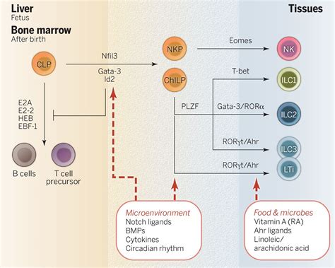 Innate Lymphoid Cells A New Paradigm In Immunology Science