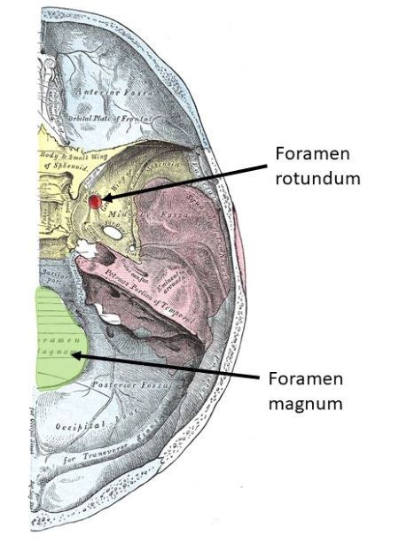Define Foramen Magnum And Rotundum