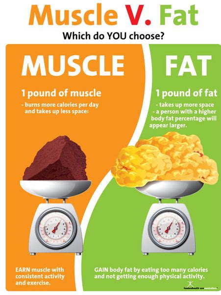 Muscle Versus Fat Poster 1 Pound Muscle Versus 1 Pound Fat Exercise
