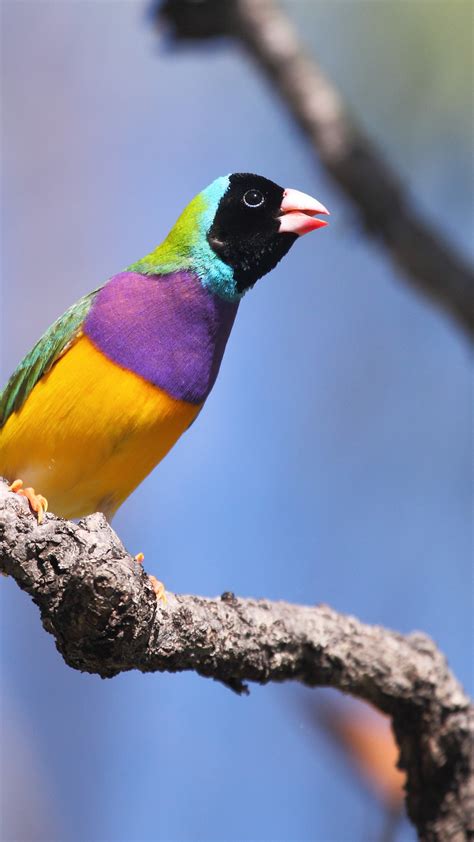 Wallpaper Gouldian Finch Bird Australia Colorful Branch Sky Blue