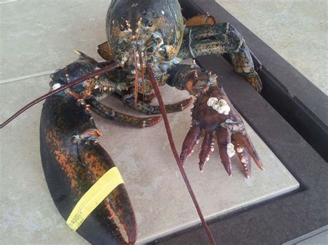 Girl Crush Lobster Telegraph