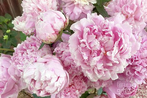 Pink Shabby Chic Garden Peonies Garden Peonies Pink Shabby Chic