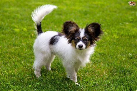 Papillon Dog Breed Information Buying Advice Photos And Facts